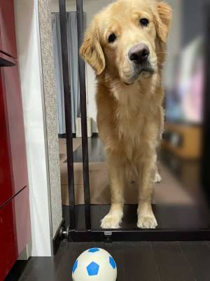 キッチンに入るなといわれた犬　その後の行動に８万『いいね』！