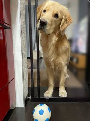 キッチンに入るなといわれた犬　その後の行動に８万『いいね』！