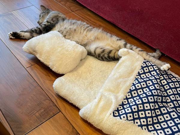 「Instagram用とTwitter用」　猫の２枚の写真に反響