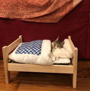 「Instagram用とTwitter用」　猫の２枚の写真に反響