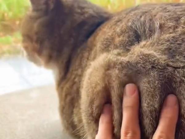 雨宿りをしたら激しい雨に…　その後の『素敵な光景』に「待っていてよかったね」