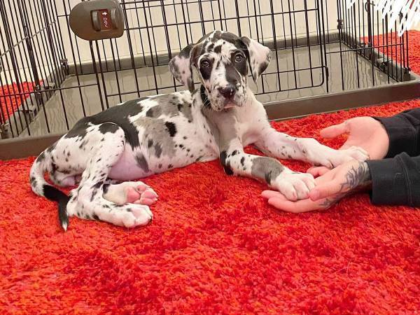 「同じ犬とは思えない！」　子犬の７か月後の姿が、コチラです