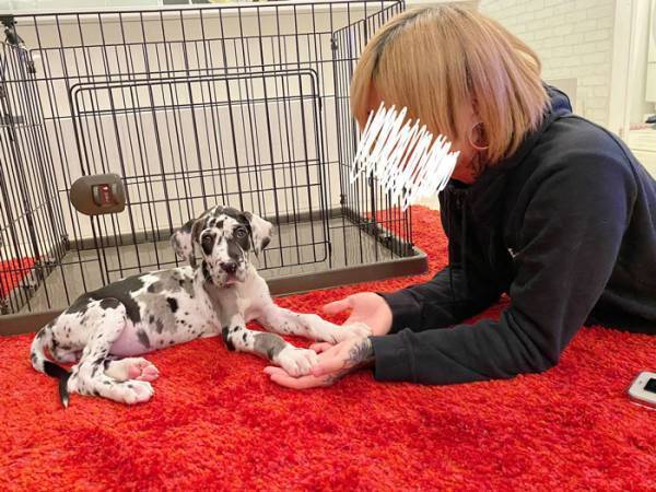 「同じ犬とは思えない！」　子犬の７か月後の姿が、コチラです