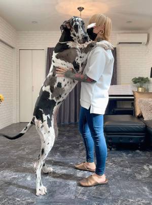 「同じ犬とは思えない！」　子犬の７か月後の姿が、コチラです