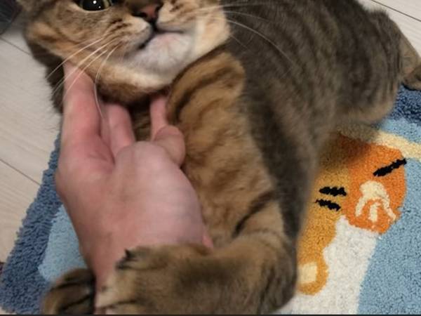 モテている…のか？『秘策』を行った飼い主の投稿に、猫好きな人たちから反響