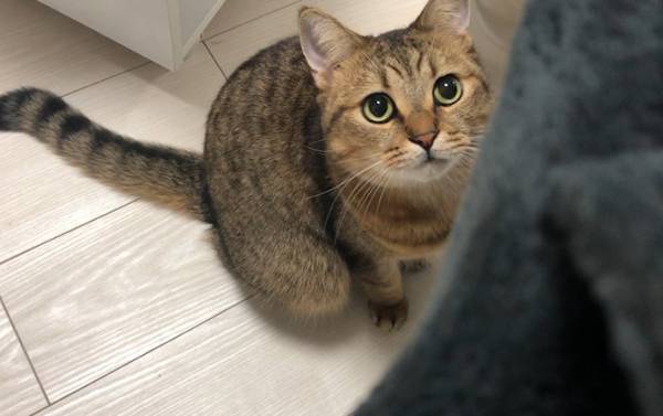 モテている…のか？『秘策』を行った飼い主の投稿に、猫好きな人たちから反響