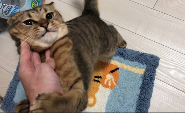 モテている…のか？『秘策』を行った飼い主の投稿に、猫好きな人たちから反響