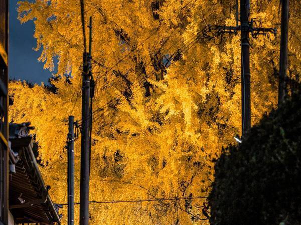 「大迫力！」「クライマックスの花火」　想像以上の迫力を放つ、大イチョウ