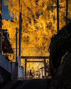 「大迫力！」「クライマックスの花火」　想像以上の迫力を放つ、大イチョウ