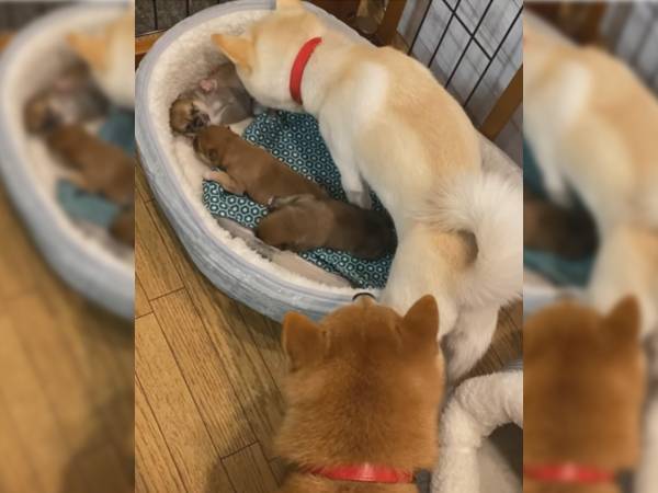 子犬を前にした柴犬夫婦　パパの反応に、思わず吹き出す！