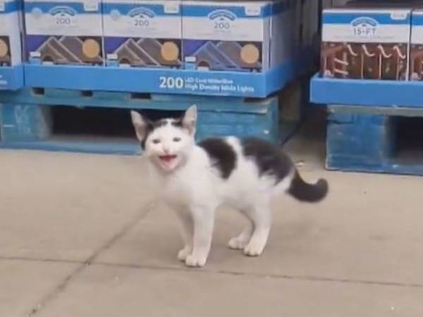 店で買い物していた女性　たまらずカートに入れてしまった『あるもの』とは？