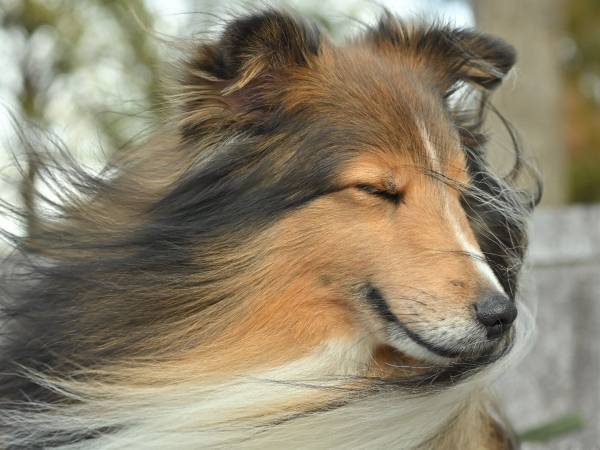 『イケメンすぎる犬』に落とされる人間が続出　「惚れた」「王子様や…」