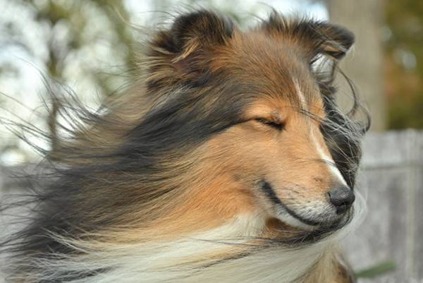 『イケメンすぎる犬』に落とされる人間が続出　「惚れた」「王子様や…」