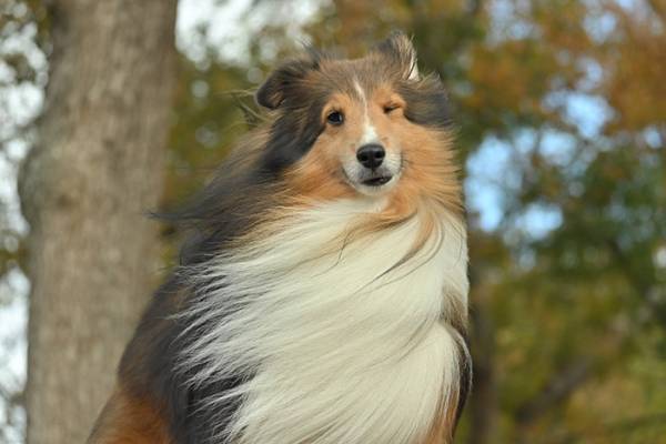 『イケメンすぎる犬』に落とされる人間が続出　「惚れた」「王子様や…」