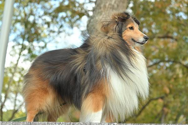 『イケメンすぎる犬』に落とされる人間が続出　「惚れた」「王子様や…」