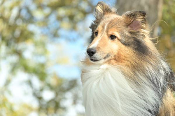 『イケメンすぎる犬』に落とされる人間が続出　「惚れた」「王子様や…」