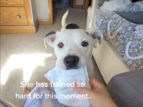 最高のベビーシッター　子育てに奮闘する飼い主に愛犬が持ってきたものは？