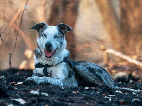 １００匹以上のコアラの命を救った元保護犬が名誉な賞を受賞！　「ヒーローだ」