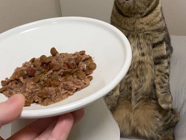 「ご飯を見せたら、悪魔みたいな顔に」　猫の表情にゾッ…