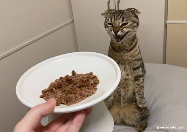「ご飯を見せたら、悪魔みたいな顔に」　猫の表情にゾッ…