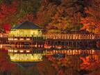 写真家が撮影した秋の京都に「光の宮殿」「すごくきれい」と絶賛の声！