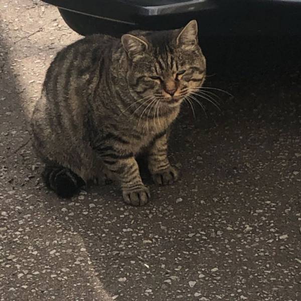 会うたび、太ったり痩せたりしてる猫だなと思ってたら…　衝撃の事実が発覚