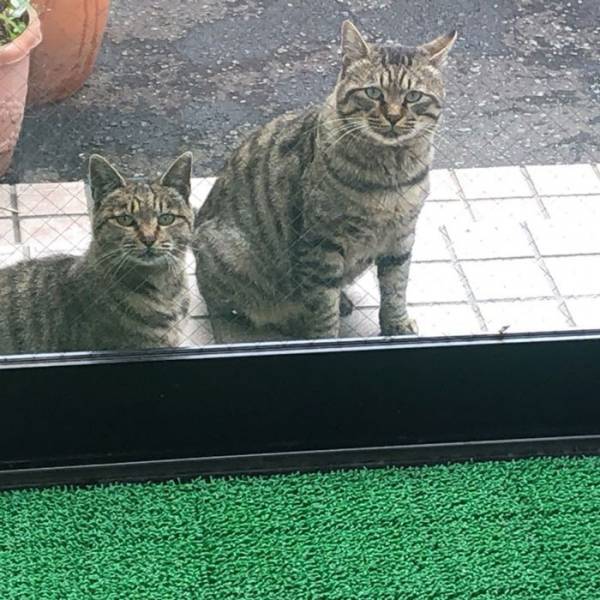 会うたび、太ったり痩せたりしてる猫だなと思ってたら…　衝撃の事実が発覚