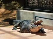 ガッキーも飼ってる 爬虫類女子 必見 Izoo で爬虫類の赤ちゃんを抱っこしよう 17年3月8日 ウーマンエキサイト 1 2