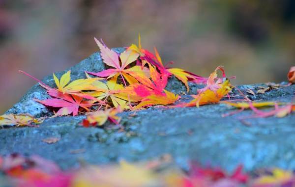 『砂浜のゴミ』　理論や単なる道徳心ではなく、日頃からの実践的な積み重ねが大切