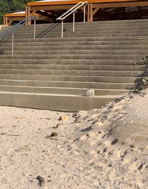 階段の上に猫がいると思ったら？　オチに「爆笑した」「これはムリ」