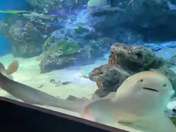 「まあ当事者同士がいいのなら…」　水族館で目にした２匹のサメの様子が？