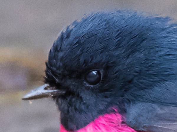 「日本の空にも飛んでたらなあ」　見てるだけで幸せな気分になる鳥がこちら