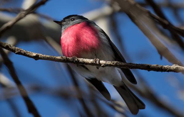 「日本の空にも飛んでたらなあ」　見てるだけで幸せな気分になる鳥がこちら