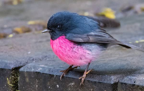 「日本の空にも飛んでたらなあ」　見てるだけで幸せな気分になる鳥がこちら
