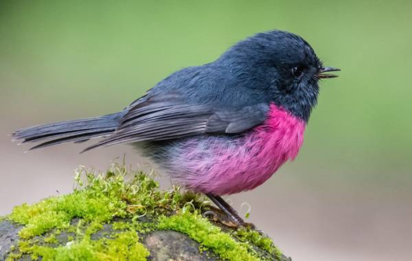 「日本の空にも飛んでたらなあ」　見てるだけで幸せな気分になる鳥がこちら