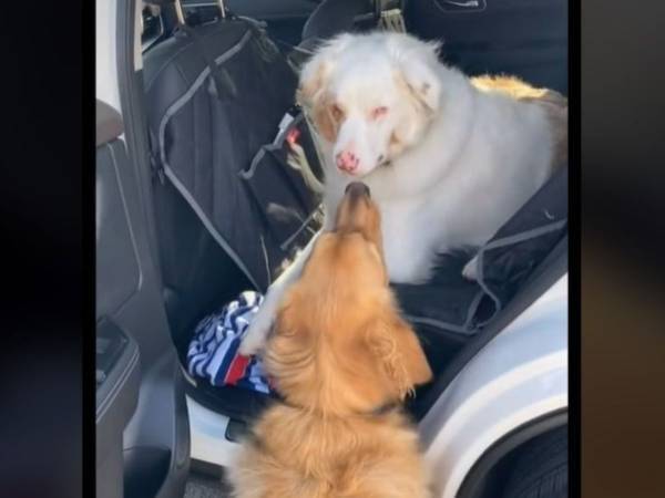 目が見えず、耳が聞こえない犬を出迎えた『親友』の行動に　「涙が出た」