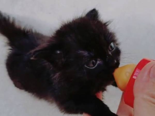 子猫の『しっぽ』から目が離せない！　ミルクを飲んでいる最中…