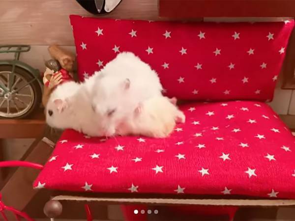 仲良し家族！爆睡する嫁ハムスターを背負って、すべり降りてみると…