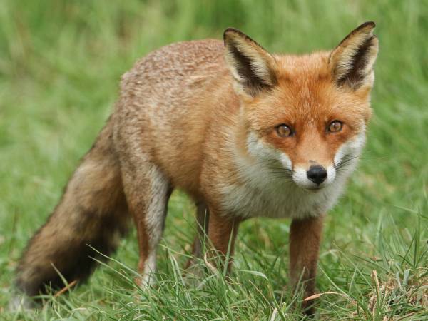 布に絡まって動けなくなっていたキツネ　そこに親切な人が通りかかって？