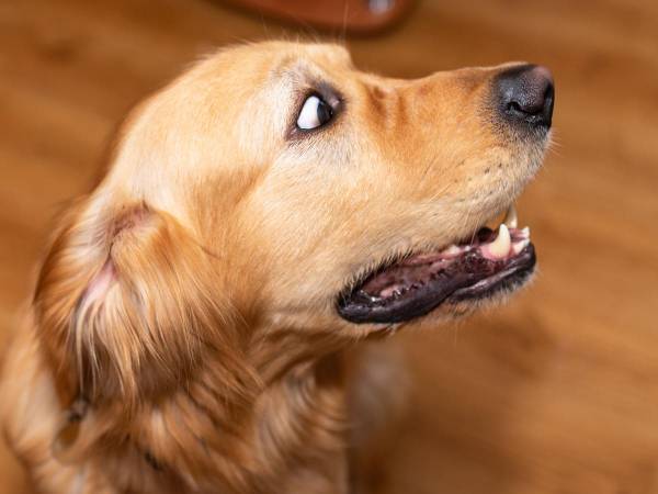 愛犬に向かって「ワン！」と吠えてみると？　犬の反応に　「笑いが止まらない」