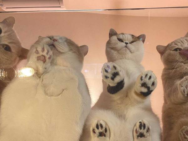 テーブルの下からのぞいたら…？　撮影された光景に、１２万人がメロメロ！