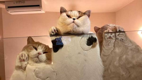 テーブルの下からのぞいたら…？　撮影された光景に、１２万人がメロメロ！