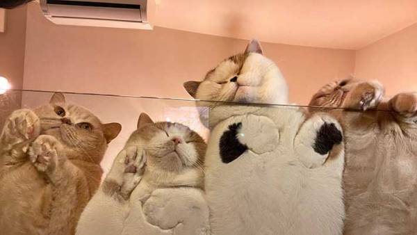 テーブルの下からのぞいたら…？　撮影された光景に、１２万人がメロメロ！