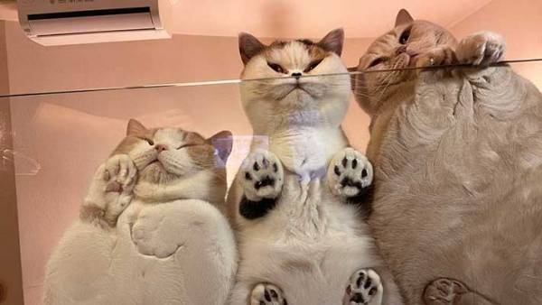 テーブルの下からのぞいたら…？　撮影された光景に、１２万人がメロメロ！