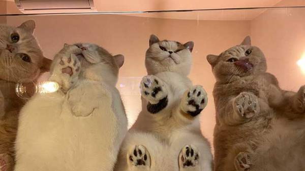 テーブルの下からのぞいたら…？　撮影された光景に、１２万人がメロメロ！