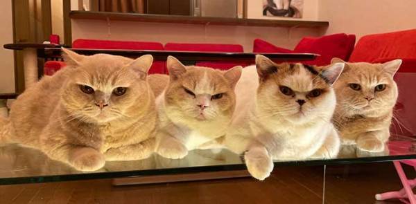 テーブルの下からのぞいたら…？　撮影された光景に、１２万人がメロメロ！