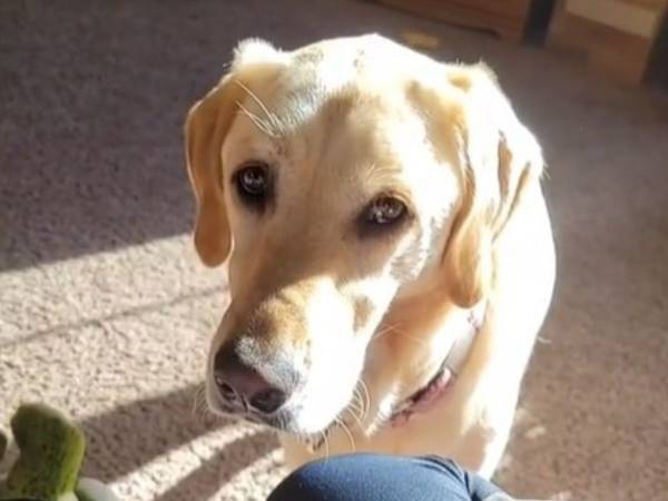 飼い主を心配しすぎ？　低血糖アラート犬の行動にクスッ！　「優しい犬だ」