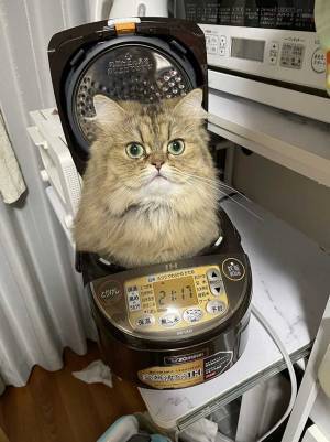 「うちの子何してんの…」　ふと炊飯器に目をやると？