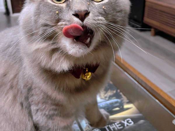 「なぜそうなる！？」「豪快」　おやつを食べた後の『猫の顔』にクスッ！