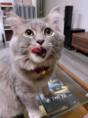 「なぜそうなる！？」「豪快」　おやつを食べた後の『猫の顔』にクスッ！